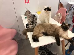 -三花喵·撸猫购宠·宠物生活馆(虹桥南丰城店)