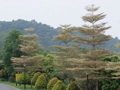 -东莞植物园