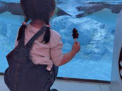 -帝企鹅自助餐厅•儿童岛•真企鹅(长隆企鹅酒店)