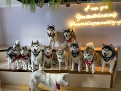 -Husky Go! 哈士奇体验馆·宠物咖啡厅狗咖
