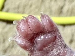 -贝利宠物医院·骨科·眼科·肿瘤转诊中心(南坪诊疗中心)