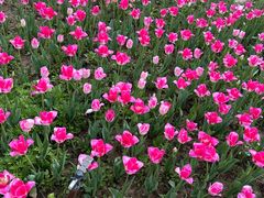 -石家庄市植物园