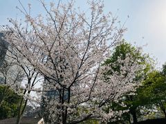 -新虹桥中心花园