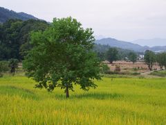 -塔川景区