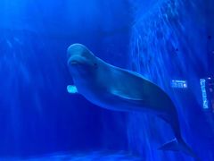 -多彩贵州城极地海洋世界