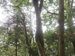 -天目山大树王景区