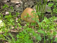 -合肥滨湖国家森林公园