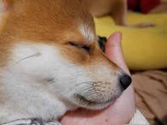 -逗柴咖啡屋·狗咖猫咖宠物桌游