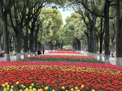 -上海鲜花港