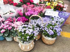 -梅陇花鸟市场-停车场