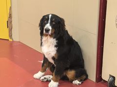 -和它·交个朋友·狗咖猫咖(爱琴海店)