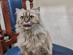 -猫小院猫主题餐厅(南锣旗舰店)