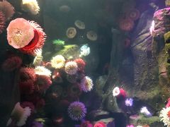 -瑞普利水族馆