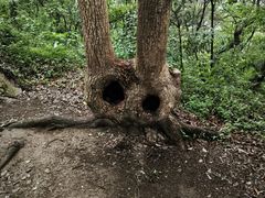 -上海佘山国家森林公园天马山园