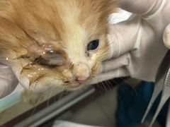 -艾贝尔宠物诊疗