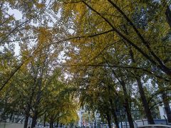 -三里屯东五街银杏大道