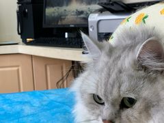 -芭比堂宠物医院·全科爱猫医院·仁德分院