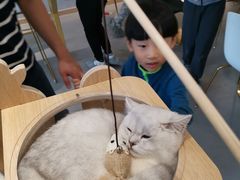 -飞行喵MR PILOT|猫舍·猫咖(静安大融城店)