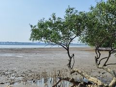-宝安西湾红树林湿地公园
