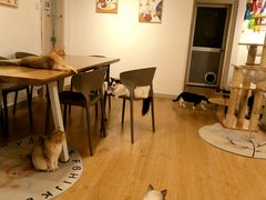 -有喵·猫咖·狗咖·30几只猫10只小狗(岗厦店)