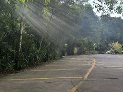 -莫里热带雨林景区