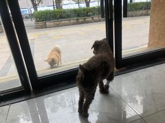 -喜洋洋宠物医院(震川路总店)