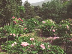 -北京植物园-展览温室