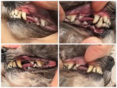 -帕帕拉兹宠物(亚洲旗舰店)