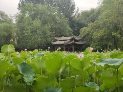 -莲湖公园