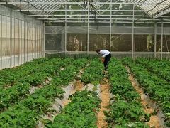 -前小桔亲子创意农场·草莓采摘·露营烧烤