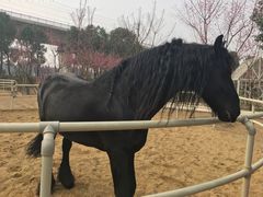 -秀丽东方