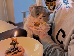 -帕帕拉兹宠物(亚洲旗舰店)