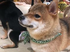 -逗柴咖啡屋·狗咖猫咖宠物桌游