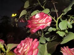 -深圳龙潭公园