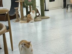 -喵园·猫主题咖啡厅·撸猫·猫咖(国贸店)