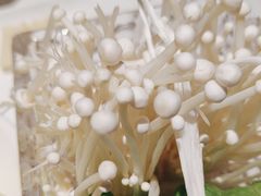 -蒙都43°9羊火锅·赤峰美食(宁城店)