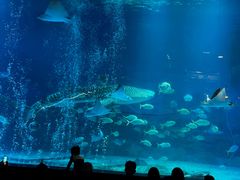 -烟台海昌鲸鲨海洋公园