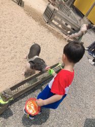 -前小桔亲子创意农场·草莓采摘·露营烧烤