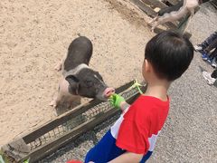 -前小桔亲子创意农场·草莓采摘·露营烧烤