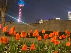 门口郁金香-LONG BAR 廊吧(外滩华尔道夫酒店)