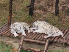 -石家庄市动物园