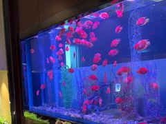 -九洲喜来登酒店湖月日餐厅