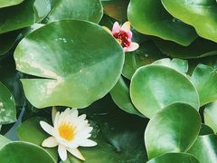 -燕郊植物园