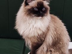 -安格丽娜·狗咖·猫咖羊驼咖(春熙路百盛商场店)