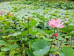 -上海鲜花港