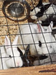 -酷嗒动物文化乐园(cutezoo西溪乐天城店)