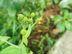 -罗田薄刀峰风景区