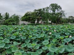 -惠州西湖丰渚园