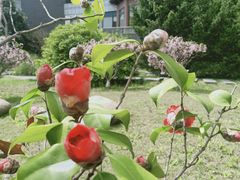 -丁山花园酒店-明园餐厅