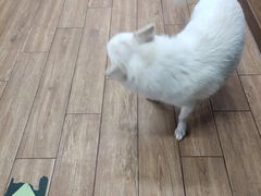 -瑞派·关忠动物医院·异宠专科·犬猫肿瘤·皮肤专科(望京店)